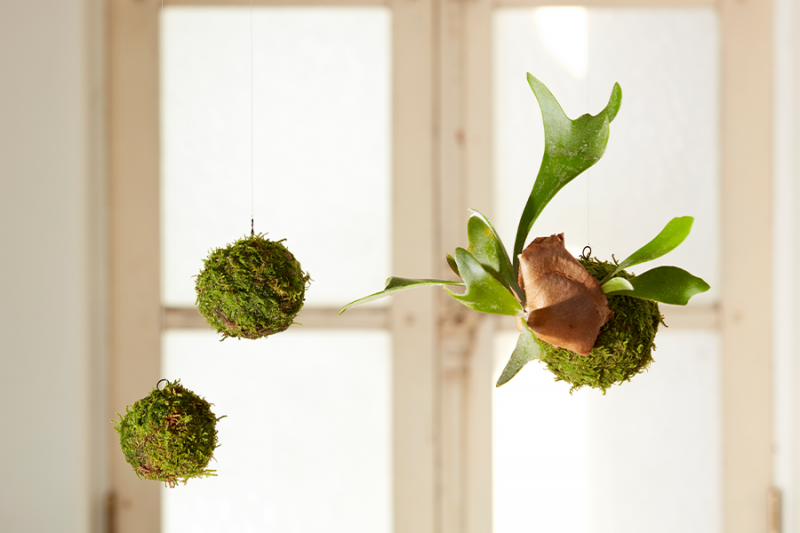 trang trí nhà bằng Kokedama